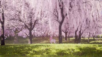 バーチャルお花見イベント用CG映像制作 thumbnail