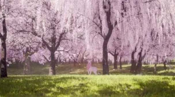 バーチャルお花見イベント用　CG映像制作 thumbnail